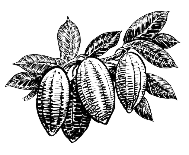 Illustration noir et blanc de cacao sur une branche.