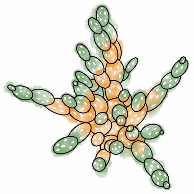 Illustration numérique dessinée à la main de cactus de plantes succulentes
