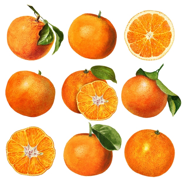 Illustration d'oranges fraîches naturelles dessinées à la main