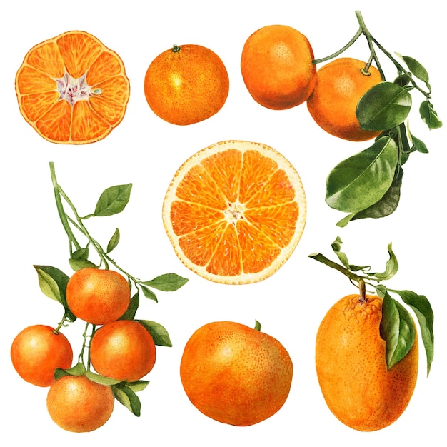 Illustration d'oranges fraîches naturelles dessinées à la main
