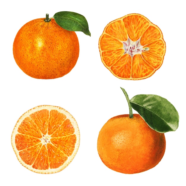 Illustration d'oranges fraîches naturelles dessinées à la main