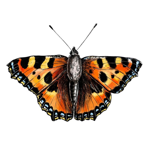 Photo illustration de papillon dessinée à la main sur fond blanc