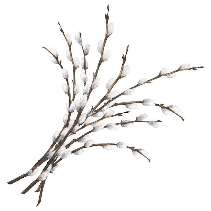 Photo illustration de pâques aquarelle d'un bouquet de branche de saule isolé sur fond blanc