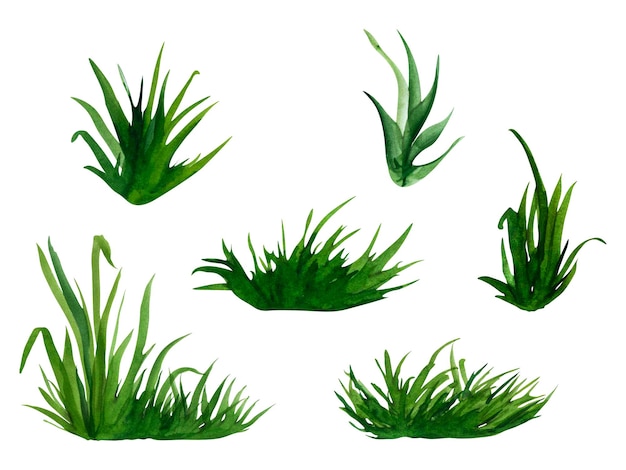 Illustration de peinture aquarelle dessinés à la main herbe verte fraîche isolée sur fond blanc Élément herbeux d'été pour la conception nature paysage Herbe de printemps Étiquette et forme écologique bio bio