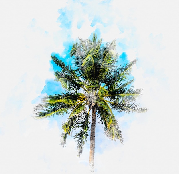 Illustration de peinture à l'aquarelle de palmier sur fond blanc