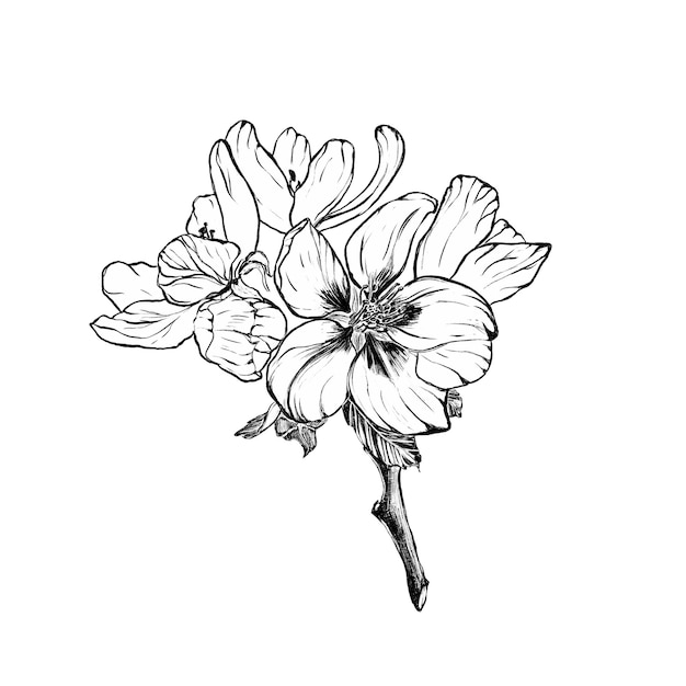 Illustration d'un pommier en fleurs dessinée à la main sur fond blanc