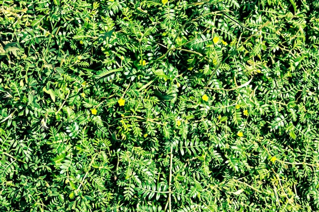 Illustration réaliste artistique de la belle herbe verte comme arrière-plan de conception naturelle