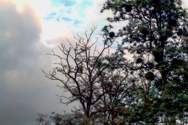 Illustration réaliste artistique de la conception de fond floral naturel tonique avec de beaux arbres et des nuages de ciel