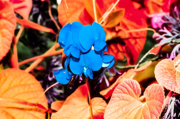 Illustration réaliste artistique de la conception de fond floral naturel tonique avec de belles fleurs