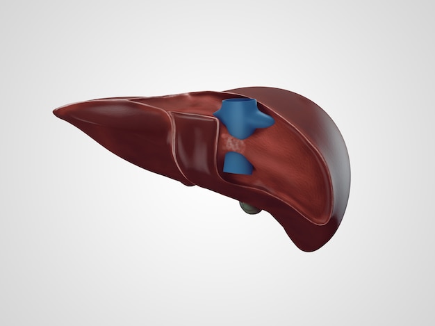 Illustration réaliste du foie humain