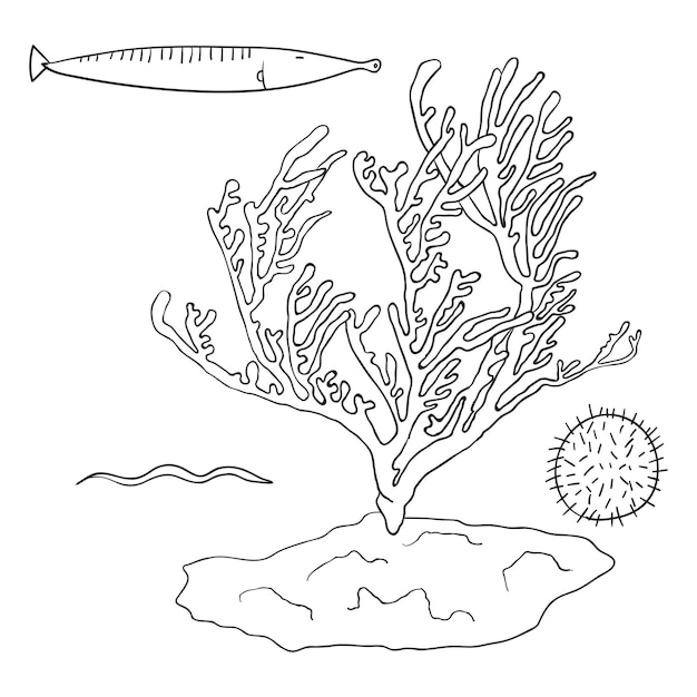 Illustration de récif de corail png fond transparent