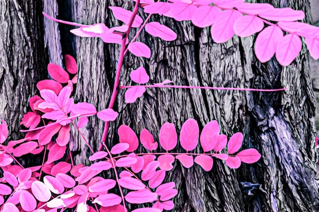 Illustration tonique réaliste artistique de la texture du tronc d'arbre et des feuilles d'acacia rose