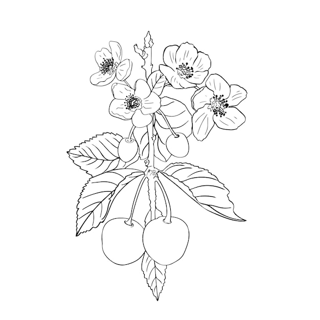 Illustration vectorielle poire isolée sur blanc Belle fleur réaliste sur une branche d'arbre Fleur de printemps d'arbres fruitiers Sakura cerise pêche pomme fleur Impression designer icône logo