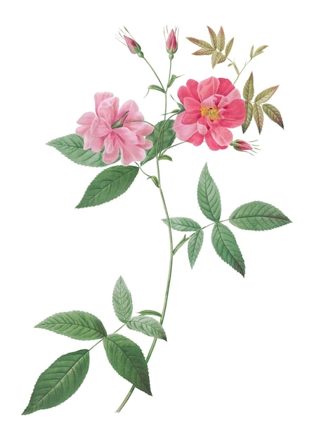 Illustration vintage de la rose à la mouette à la fleur de l'Hudson