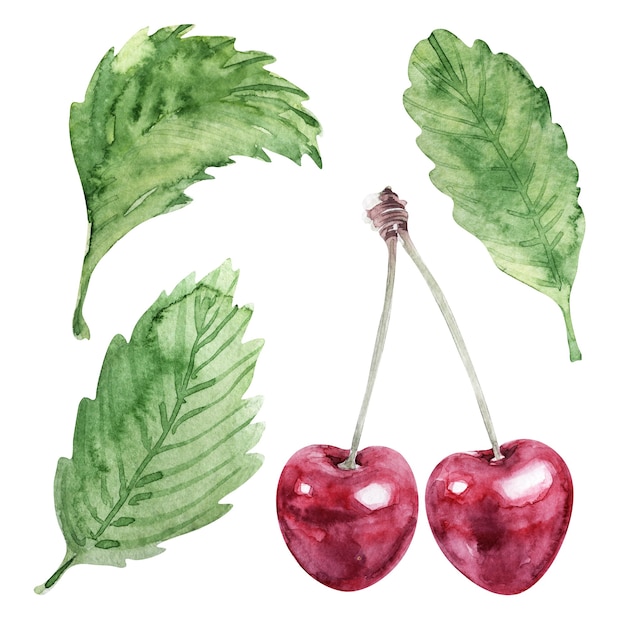 Photo illustrations à l'aquarelle avec des cerises et des feuilles