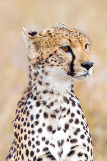 Image 4K Gnou gracieux errant dans la forêt de Ngorongoro