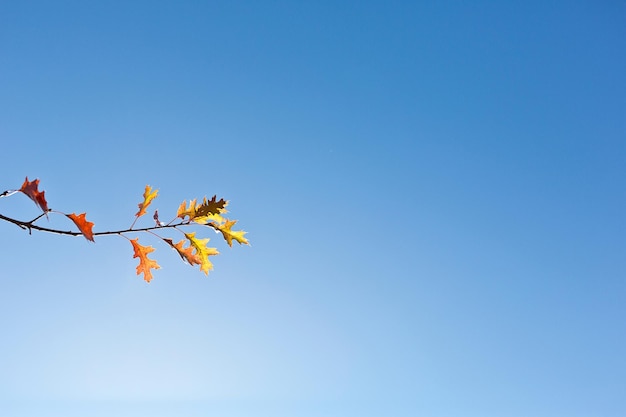 Photo image 4k ultra hd de la feuille d'automne contre le contraste de la nature du ciel bleu