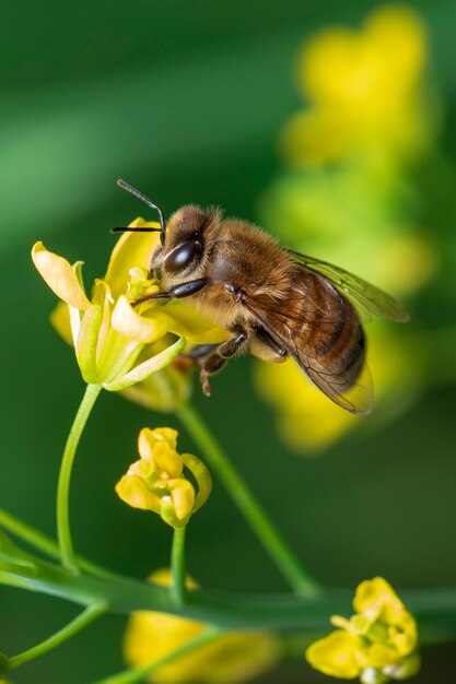 Image d'abeille ou d'abeille sur fleur recueille le nectar. Abeille d'or sur le pollen de fleur avec flou d'espace pour le texte.