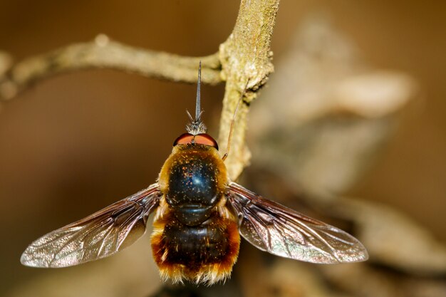 Image d'abeilles ou de Bombylius major sur des branches sèches. Insecte. Animal.