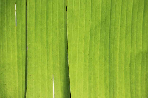 Image abstraite de feuille de palmier vert pour le fond.