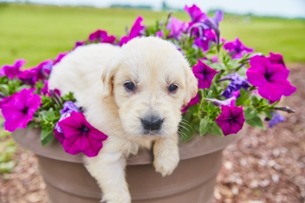 Image d'un adorable chiot golden retriever qui vous regarde dans un planteur de fleurs violettes colorées
