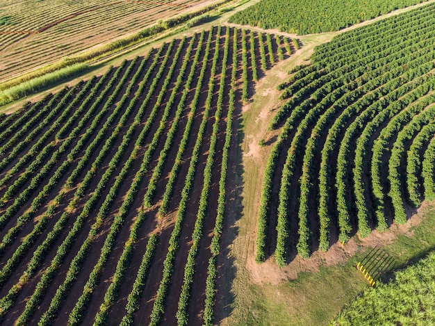 Image aérienne d'une plantation de café au Brésil.