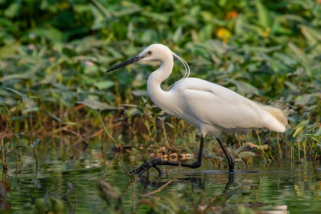 Image d'aigrette garzette Egretta garzetta à la recherche de nourriture dans le marais sur fond de nature Oiseaux Animaux