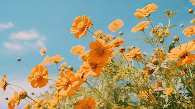 image d'ambiance d'été avec un fond uni