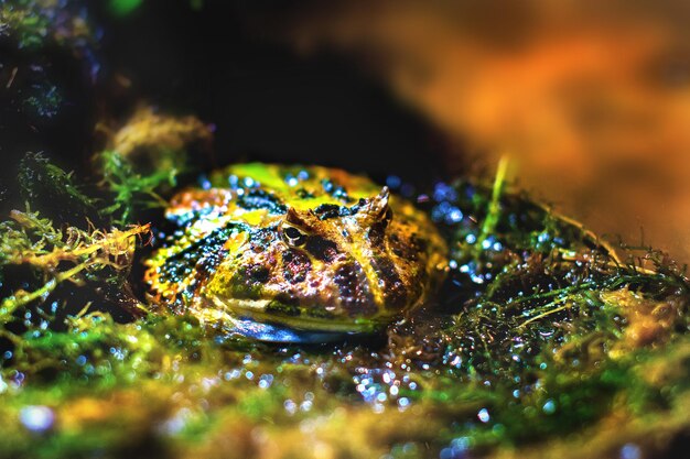 Image amphibiens exotiques crapaud cornu brésilien