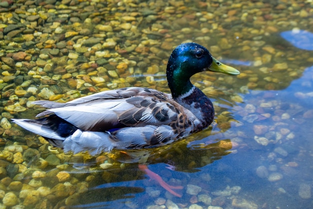 Image d'un animal un canard sauvage et un canard naviguant sur un étang Photo de haute qualité