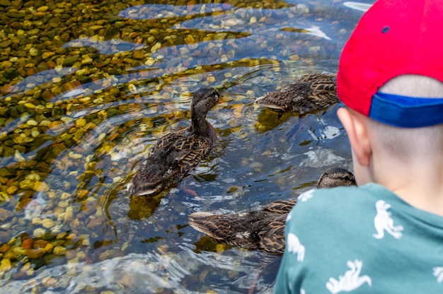 Image d'un animal un canard sauvage et un canard naviguant sur un étang