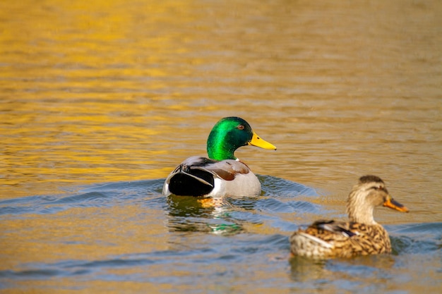 Image d'un animal un canard sauvage et un canard naviguant sur un étang