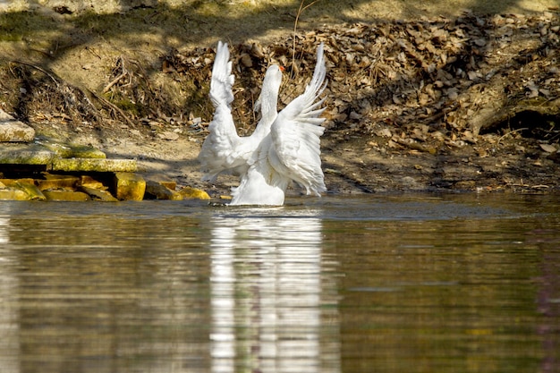Image d'un animal de compagnie une oie blanche nage sur un étang