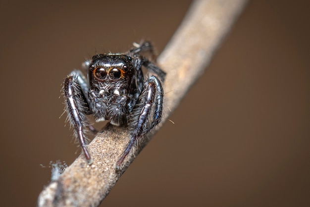 Image d'araignées sauteuses (Salticidae) sur une branche., Insecte.