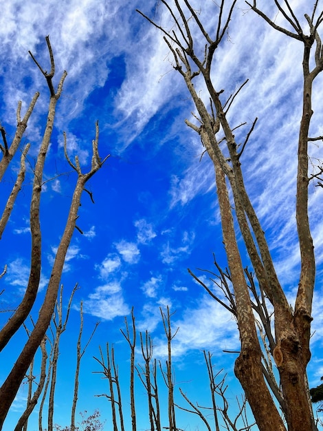 Une image d'un arbre avec le mot mort dessus