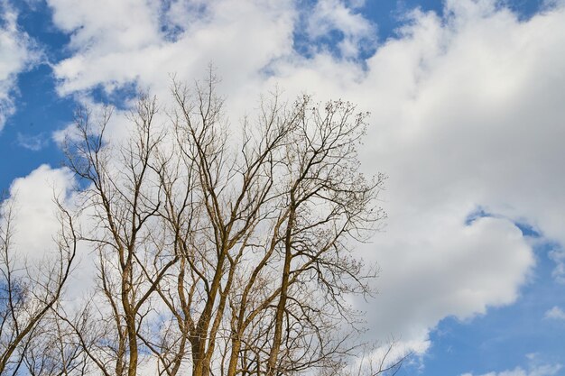 Image d'arbres d'hiver contre ciel nuageux