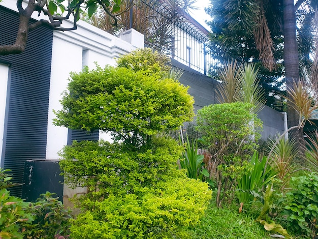 Image d'arbres verts dans un jardin paysager coloré