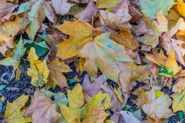 Image d&#39;arrière-plan colorée de feuilles tombées en automne, parfaite pour une utilisation saisonnière