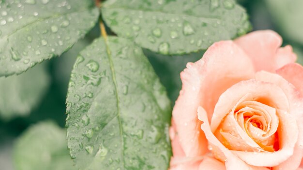 Image d'arrière-plan créatif partiellement floue. Rose rose et verdure délicates