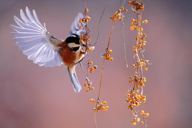 Photo l'image des baies volant de l'oiseau