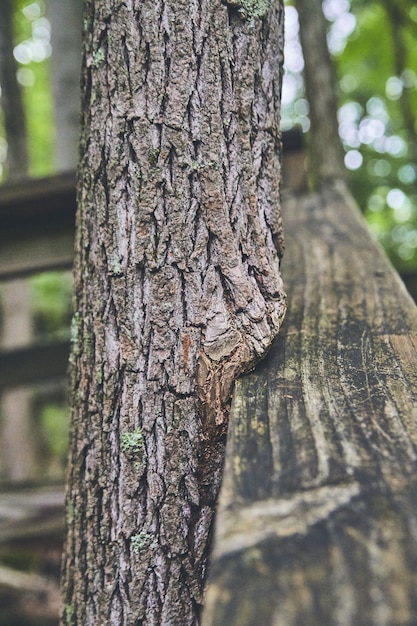 Image de balustrade en bois dans le parc avec des arbres qui poussent autour d'elle