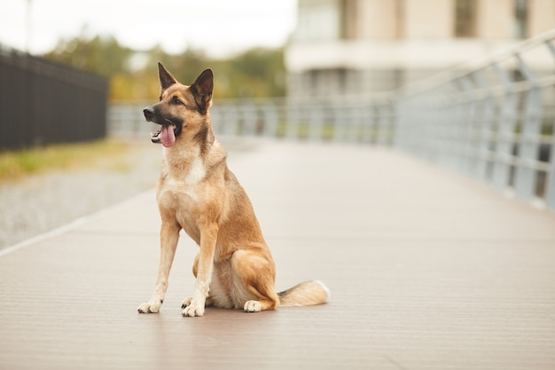 Image de beau berger allemand assis sur la route dans la ville