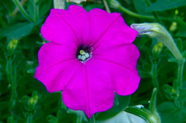 Image d'un beau jardin gros plan de fleurs de pétunia