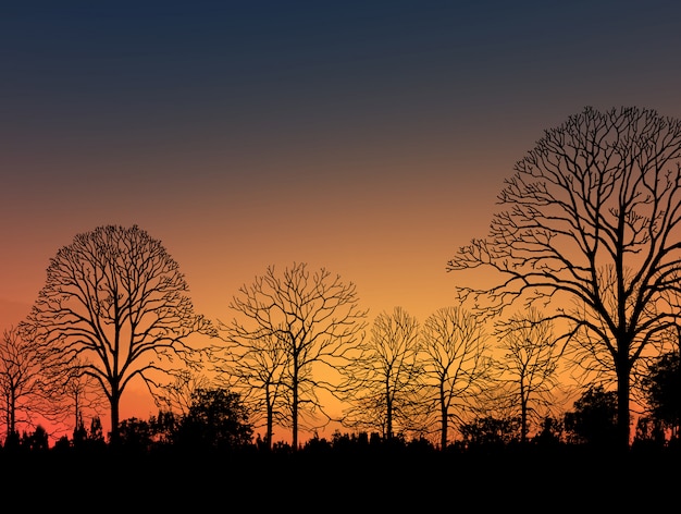 Image de beau paysage avec la silhouette des arbres au coucher du soleil