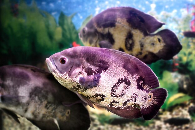 image d'un beau poisson d'aquarium Astronotus