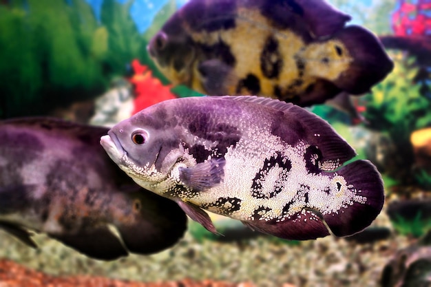 image d'un beau poisson d'aquarium Astronotusa