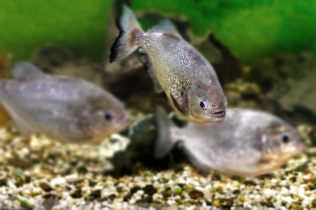 image d'un beau poisson d'aquarium piranhas