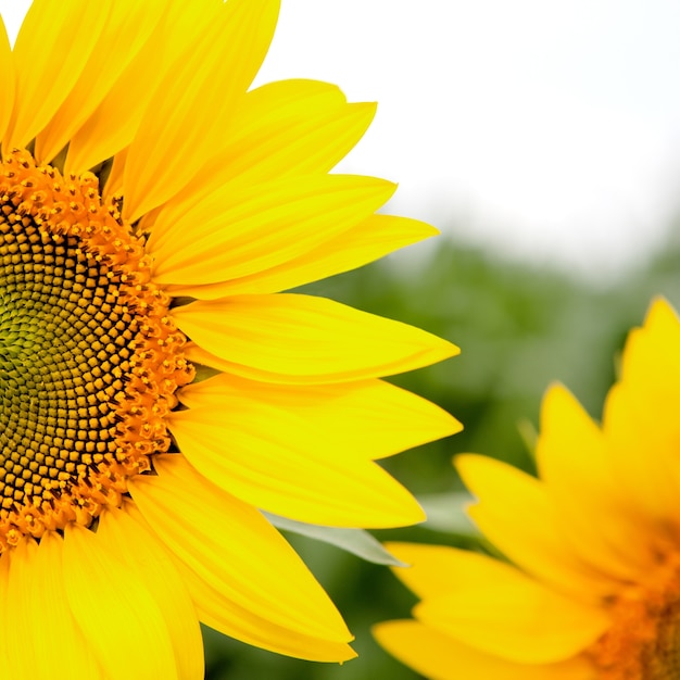 Image de beau tournesol