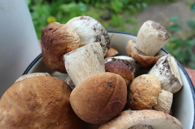 Image de beaux champignons frais et différents