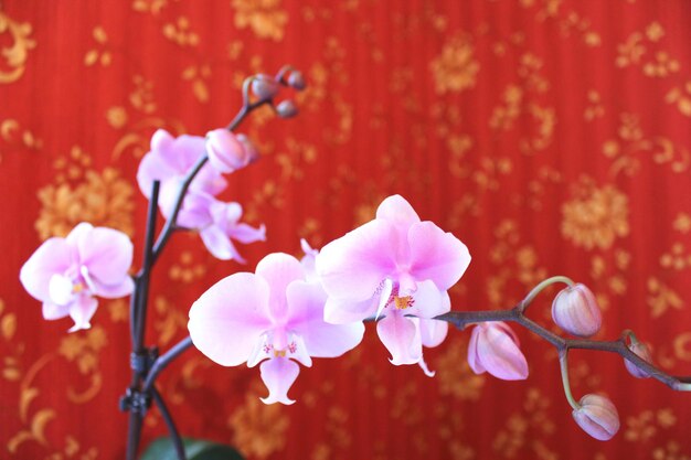 Image d'une belle branche d'orchidée en fleur dans une pièce